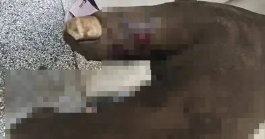 大爷被眼镜蛇咬伤，老伴儿模仿电视剧用嘴吸毒，结果双双送医抢救！医生提醒→