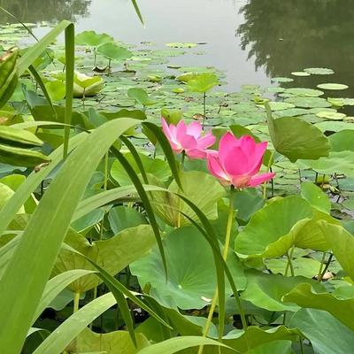 热心崔大夫：https://mp.wei