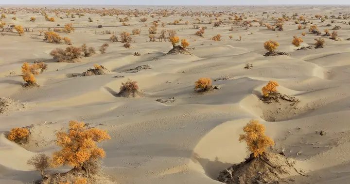 【南疆16】塔克拉玛干沙漠。沙漠与胡杨树，三千年的守望