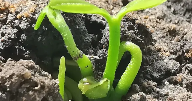 高校“新芽”破土而出，2026届考生如何搭乘“战略快车”？