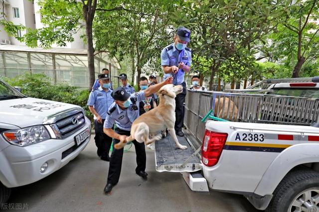 为什么狗咬人的悲剧会屡屡发生？