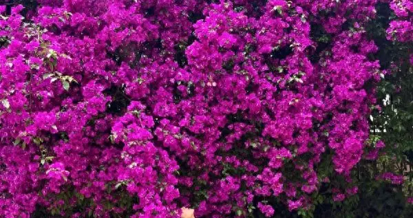 云南一户人家门口的花,开出了五层楼的"瀑布",太壮观了