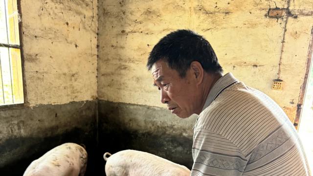 吉祥如意：猪价大起大落，最苦永远是基层农