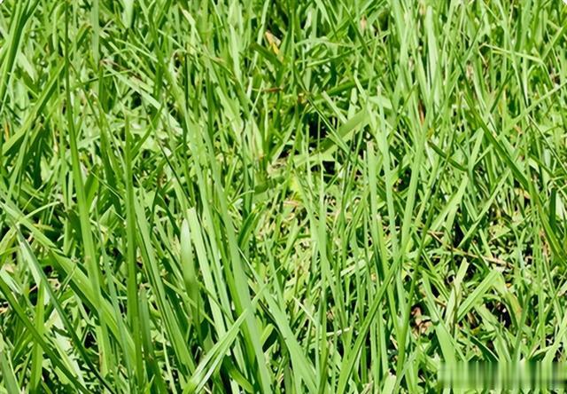 暖季型草坪草（2）