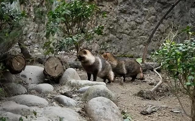貉打不过狗獾，就经常以多欺少，还会趁狗獾冬眠，闷死它一家