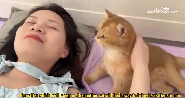 猫妈妈太聪明了，趁主人睡觉把小猫崽都叼过来给她照顾