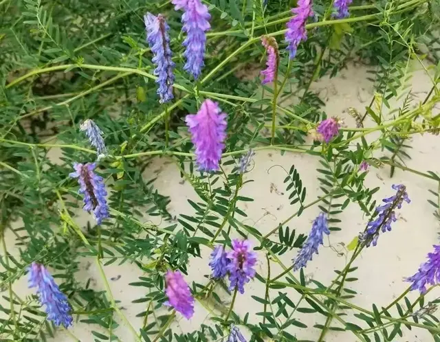 农村常见的20种野草识别
