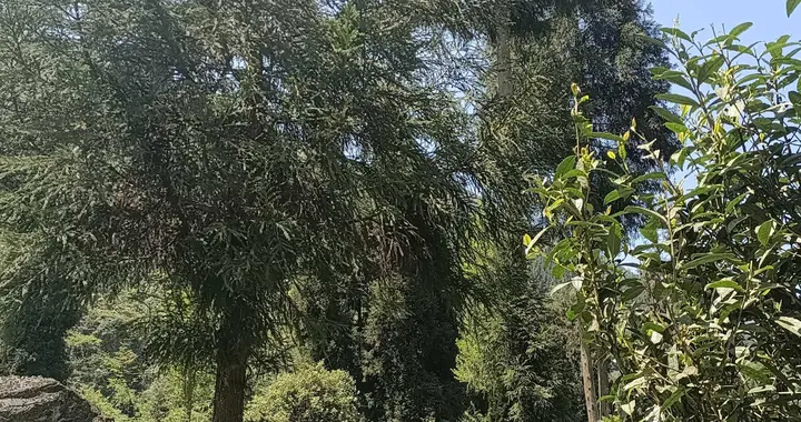 一个男人的原罪