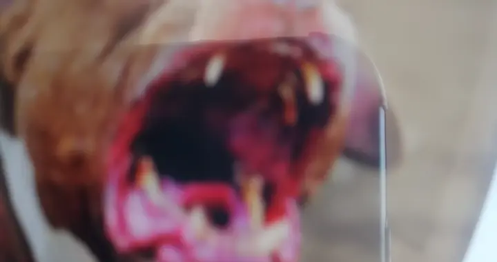 大爷毒狗被判刑的事件