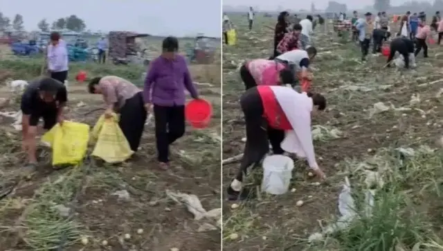 安徽宿州埇桥区解集镇千人抢土豆大战：哄抢OR生存权利之争？