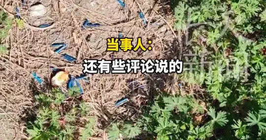 扔烟头草地寸草不生？老烟枪看后吓破防！