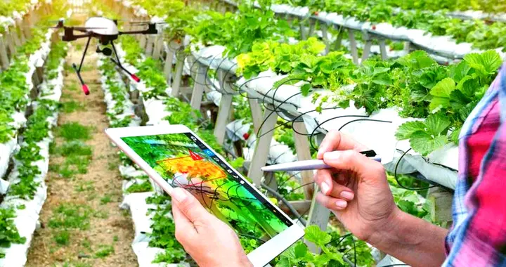 数据：以色列农业技术被神化的真相，中国真的瞧不上