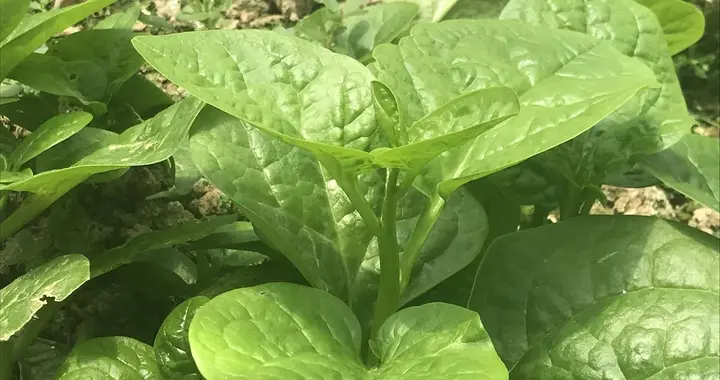 高产木耳菜需要掌握的栽培技术有哪些？