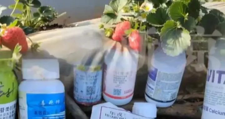 爱吃草莓的天塌了！冻干草莓重金属超标14倍，监管竟称无标准？