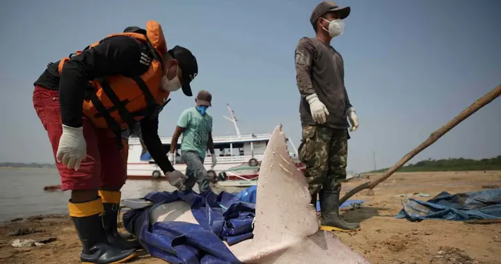 全球极端高温如何将湖泊变成“沸水”，导致超过150头海豚死亡