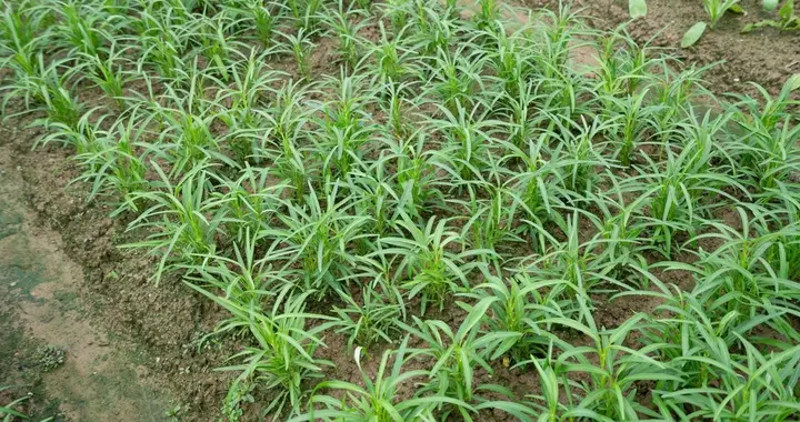 夏天温度高蔬菜别乱种，这些才是夏天种植绝佳选择，种过的都知道