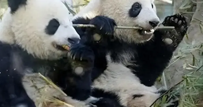 租期将满，借给日本熊猫回国，日本民众不舍，将矛头指向高市挑衅