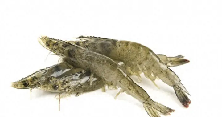 虾扯蛋！朋友圈“毒虾”谣言害惨中国爸妈，真相太打脸