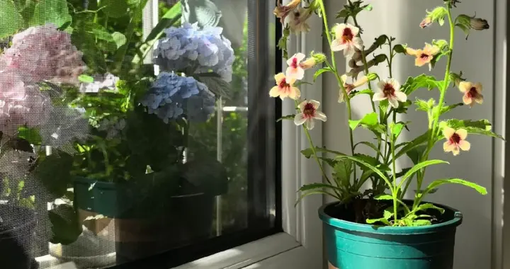 天津一女子路边野花挖回家，随手一养成“精美盆景”：太雅致了