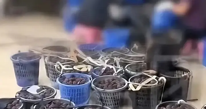 福建泡药杨梅后续，订单一落千丈，如何挽救，浙江的做法值得肯定