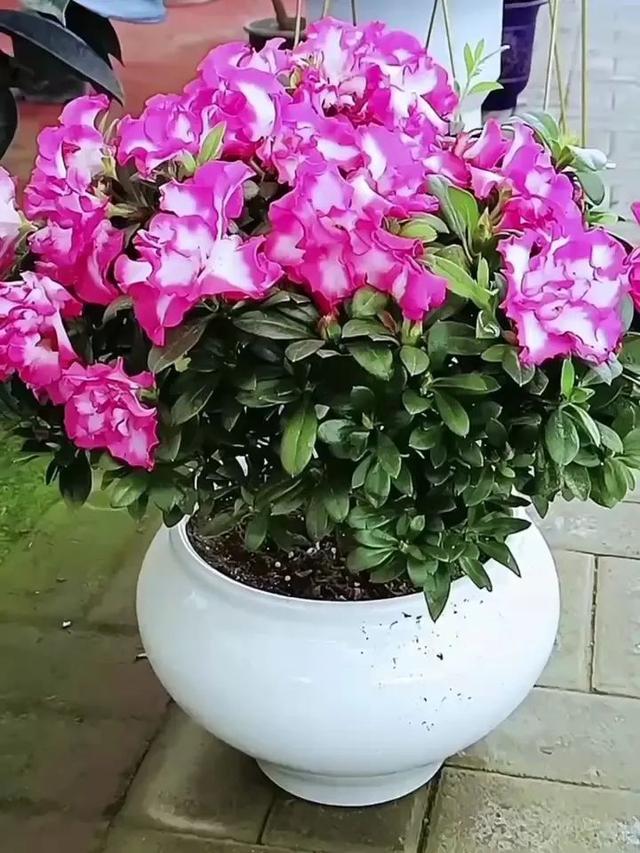 5月浇这4种“万能水”，花儿不黄叶，开得美翻天！