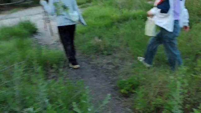 山东烟台，野生金蝉泛滥成灾，轻轻松松都能捉一百多