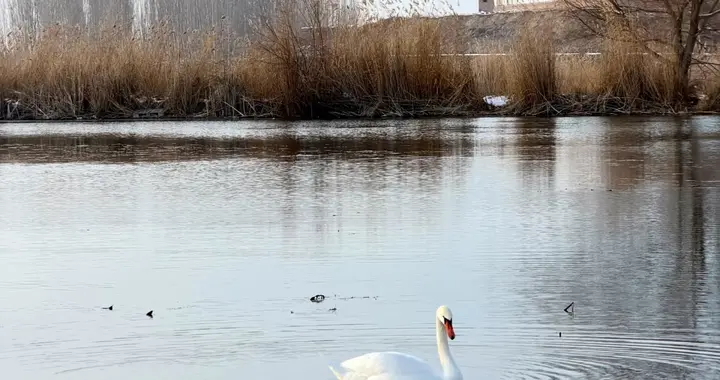 见过最抠门分红10股派0.01元不如不派每股派0.001反倒更“体面”