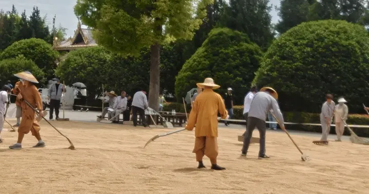 都在喊热，白马寺僧人却顶着33℃气温收麦！网友：这才是真佛门！
