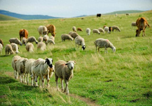 牛羊异食癖预防为主