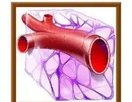 清理血管壁的中医药方案