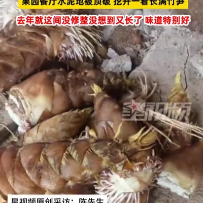 农场世界记录：意外之喜，真是 “笋” 到