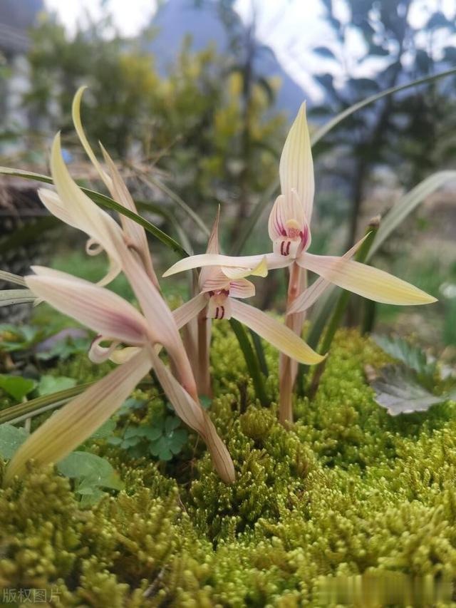 为什么有人说自然种植的兰草，植料不一定要消毒杀虫？