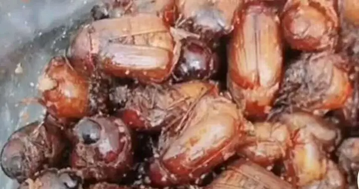 烟台深夜“围山抓小胖孩”！害虫变百元美食