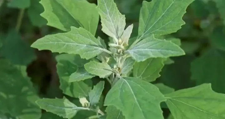 那些和灰菜“撞衫”的“藜”菜，如何精准识别？摘菜也是门技术活