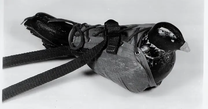 二战“空中信使”信鸽：战场传信救万人，比无线电还靠谱？