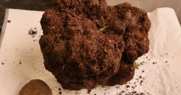 刷新全国记录！云南怒江发现19厘米长最重黑松露，最高出价5万元