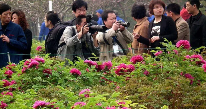 一眼千年！洛阳牡丹花会现场：人潮比花海更汹涌，春天在这里沸腾