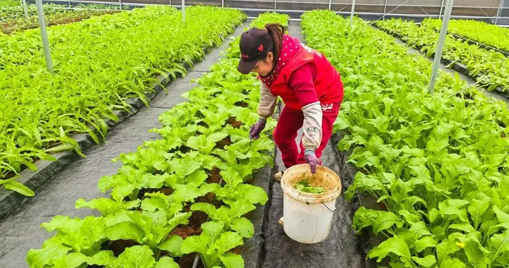 种菜先学会配对，哪些蔬菜是冤家？哪些蔬菜是邻居？用事实告诉你
