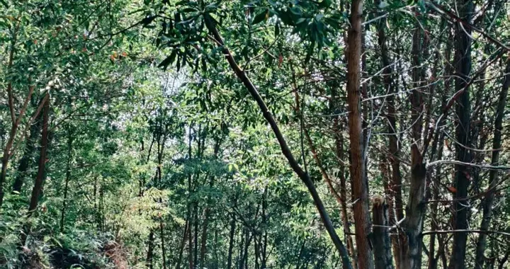 广州笔记｜六片山前，壁立千仞
