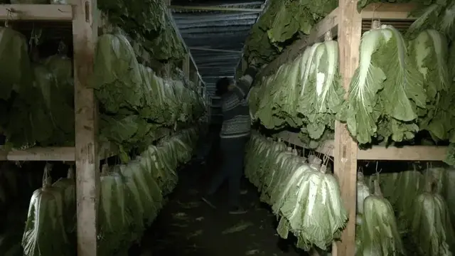 秋季蔬菜迎来上市高峰，冬储“菜篮子”中的一元菜成主流！