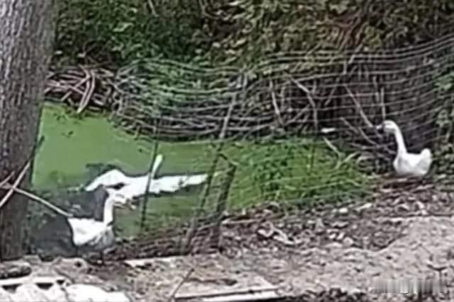 大鹅之死真相：是水怪作祟，还是流量陷阱？