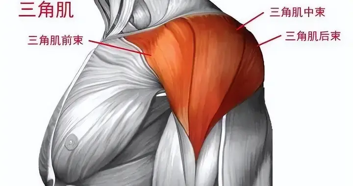 双开门的宽肩，必练这10个动作！