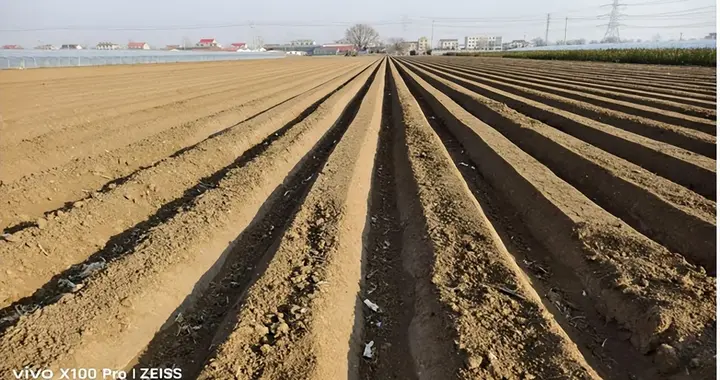 苏椒2号牛角椒泗水早春覆膜栽培：高产路径与创新技术探索