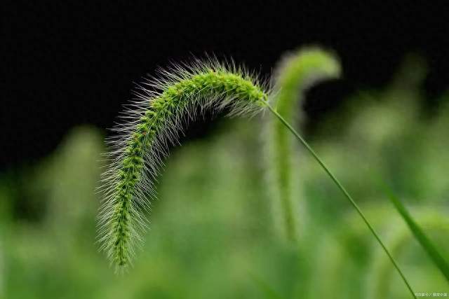 《诗经》里的狗尾巴草—— 秀葽，平凡却藏着美好诗意