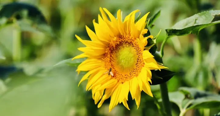 56岁阿姨退休金4500，退休一年后悔了：退休后好辛苦，还不如上班