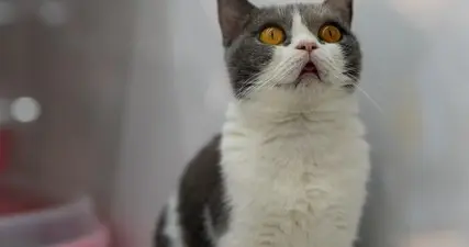学霸高考查分感谢宠物猫