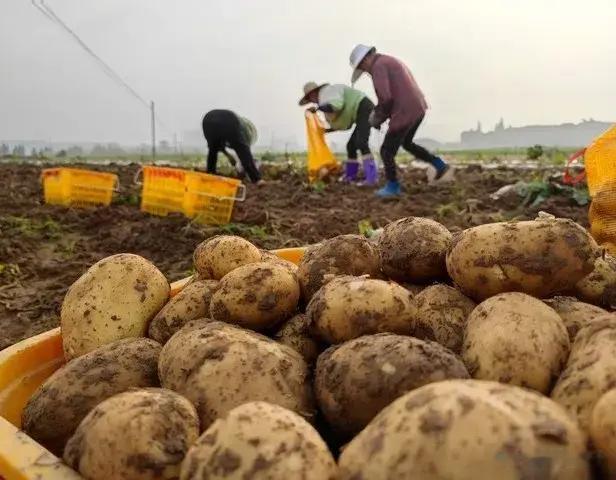 土豆、红薯种植技巧大揭秘