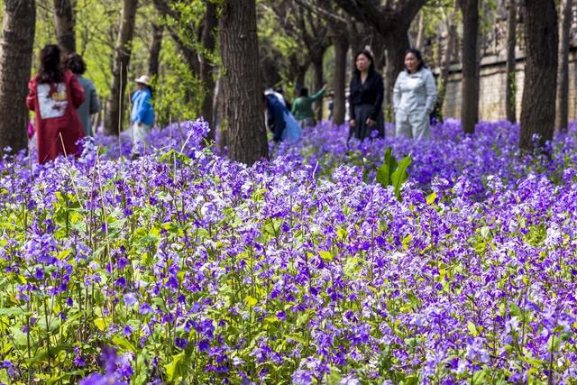 五月的兰花盛开吸引不少人来打卡拍照来留念这美景