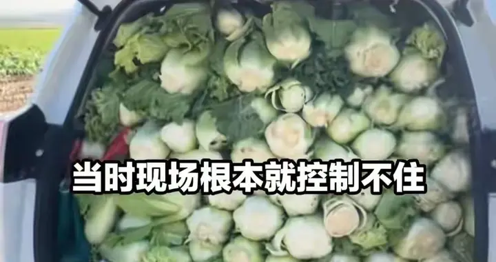 哄抢屡禁不止！内蒙200亩白菜遭七八百人疯抢，菜农损失近100万元