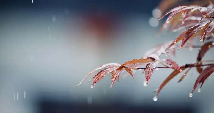 散文随笔||2025年的第一场冬雨